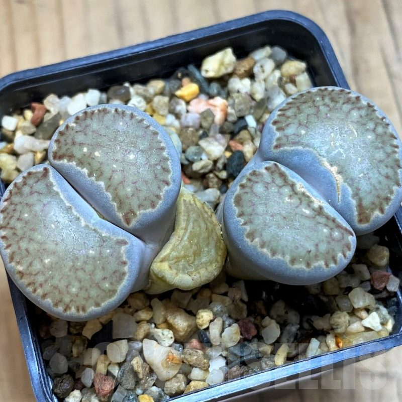 SH16539 Lithops salicola v. reticulata