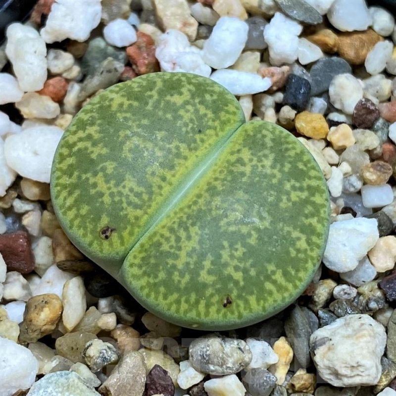 SH16540 Lithops lesliei v. albinica
