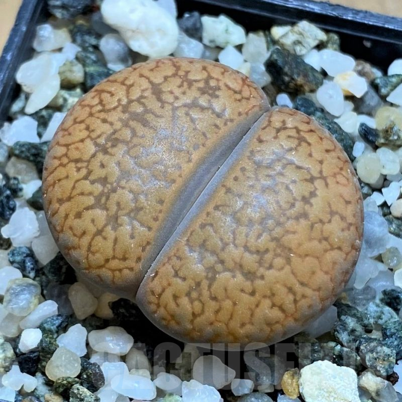 SH16541 Lithops aucampiae v. koelemanii