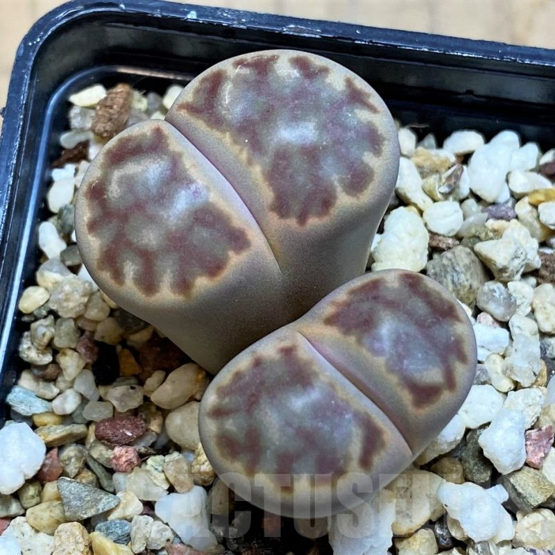 SH16543 Lithops bromfieldii C040