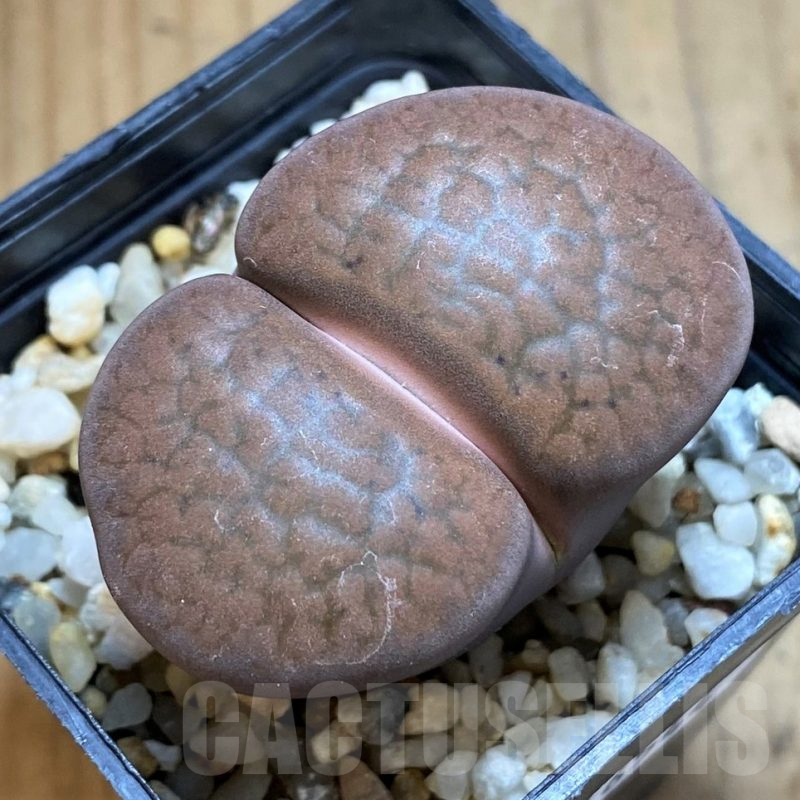 SH16544 Lithops hookeri v. subfenestrata
