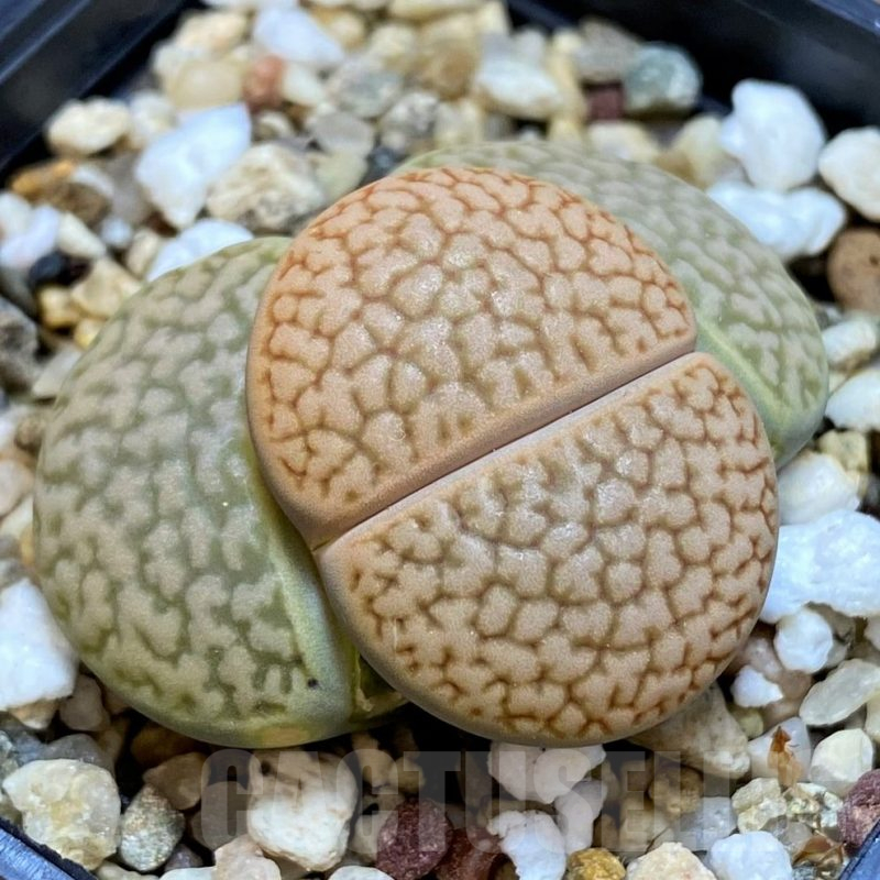SH16545 Lithops hookeri L54-5