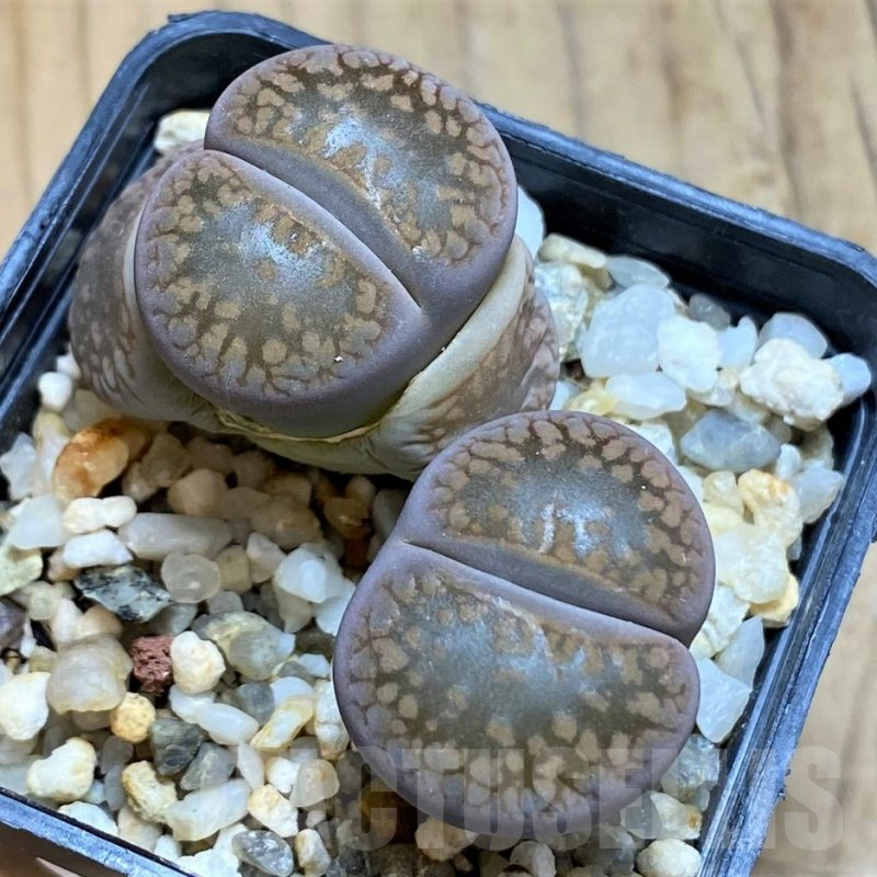 SH16547 Lithops aucampiae