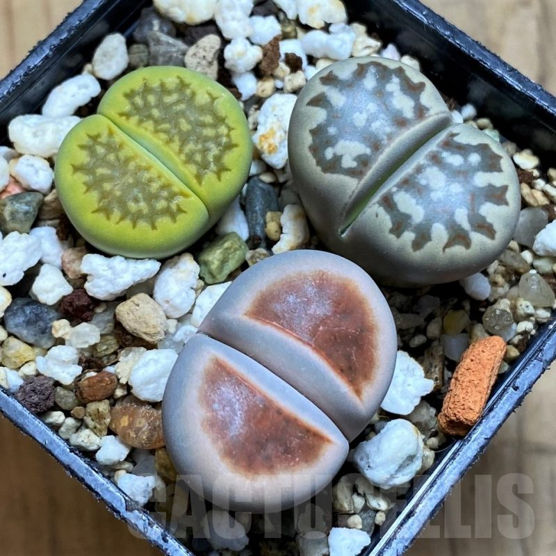 SH16548 Lithops mix