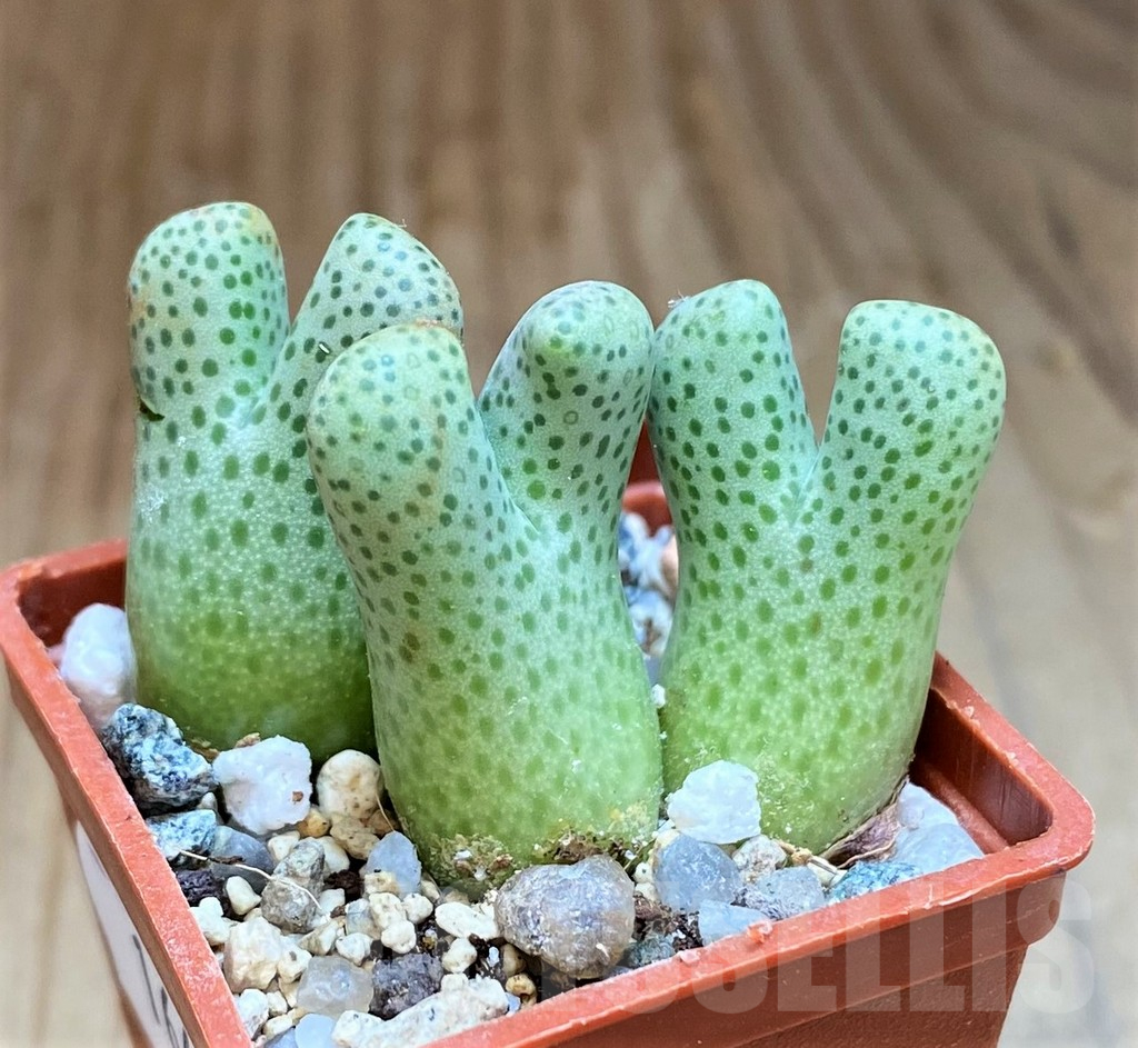 SH16472 Conophytum haramoepense ARM9550
