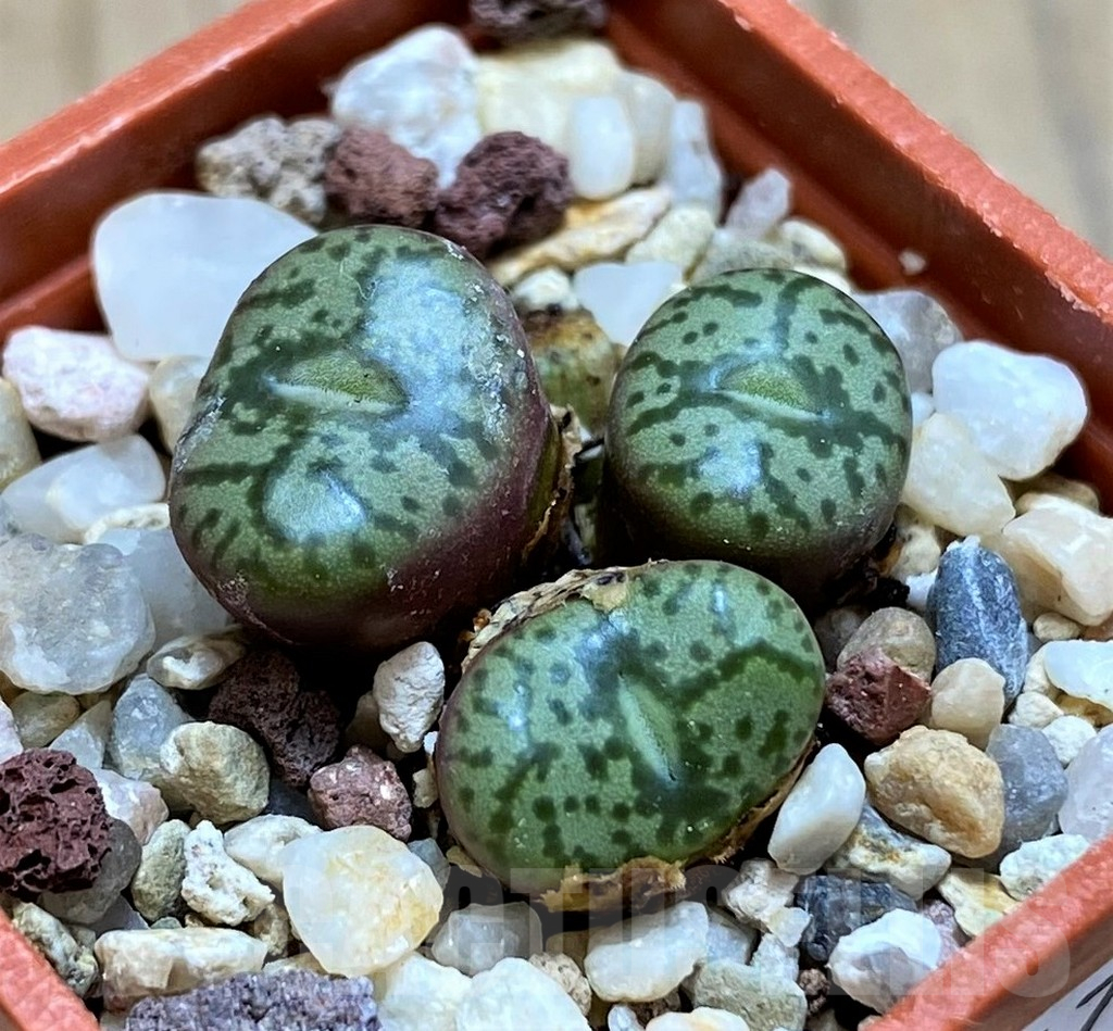 SH16474 Conophytum obcordellum