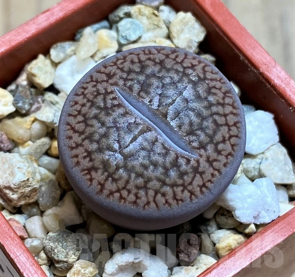 SH16475 Lithops hookeri v. marginata