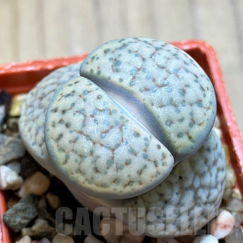 SH16476 Lithops fulviceps v. lydiae