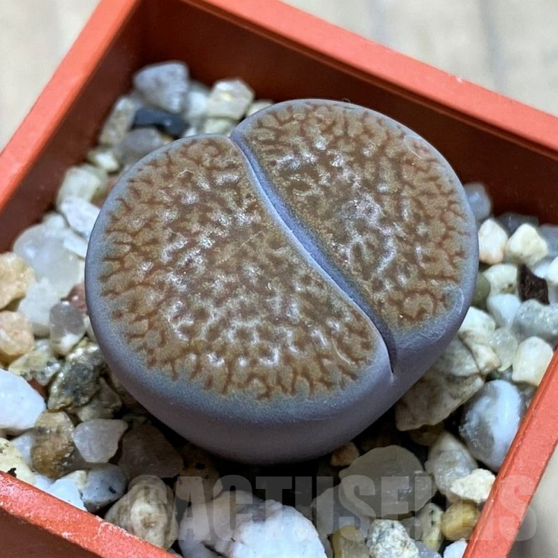 SH16477 Lithops hookeri v. marginata -Red-brown Form-