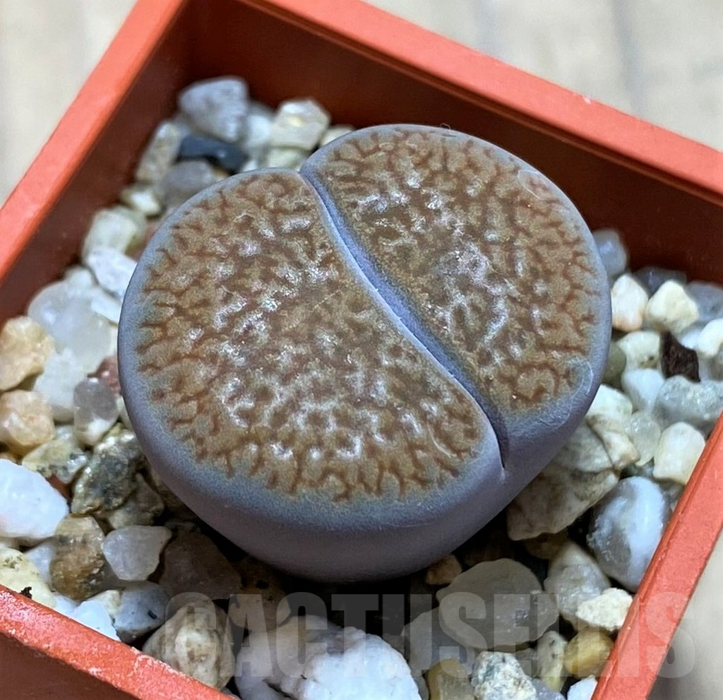 SH16477 Lithops hookeri v. marginata -Red-brown Form-