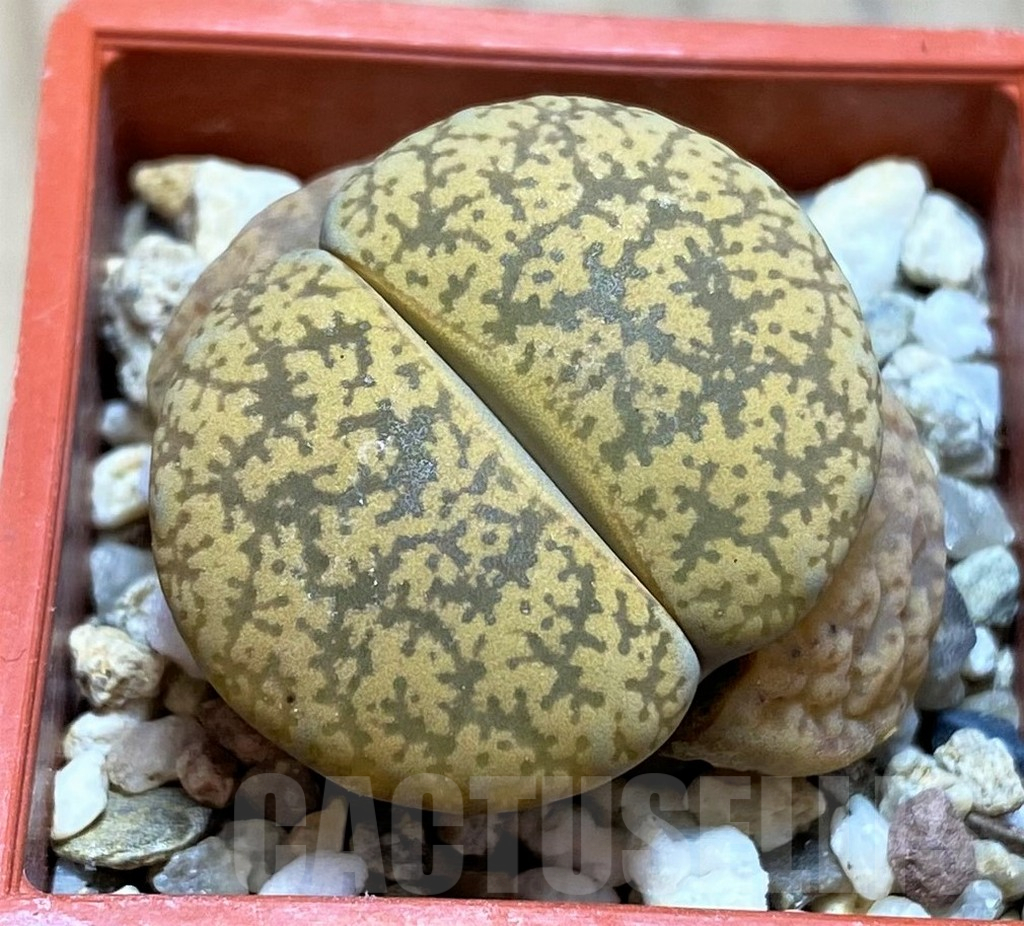 SH16478 Lithops lesliei v. hornii