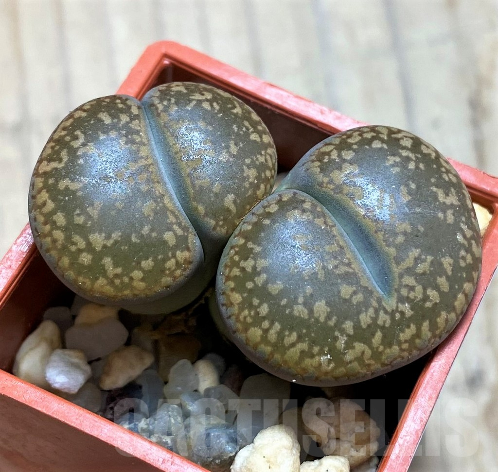 SH16479 Lithops aucampiae, SH1665