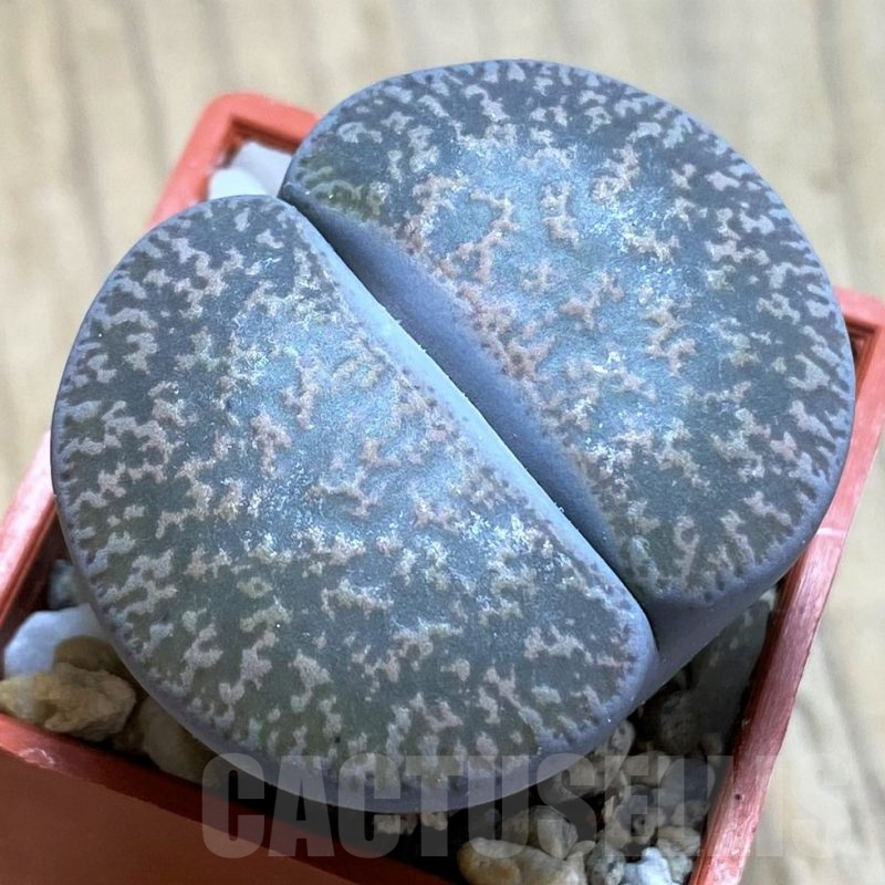 SH16480 Lithops lesliei f. grey