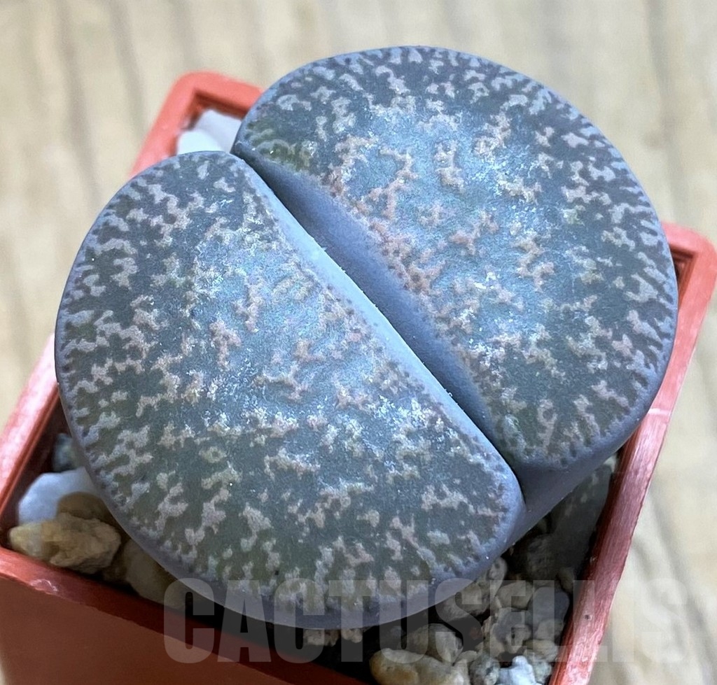 SH16480 Lithops lesliei f. grey