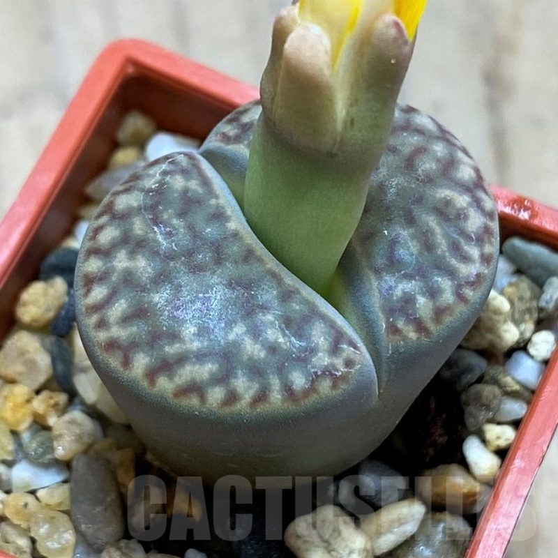 SH16481 Lithops bromfieldii v. insularis C57