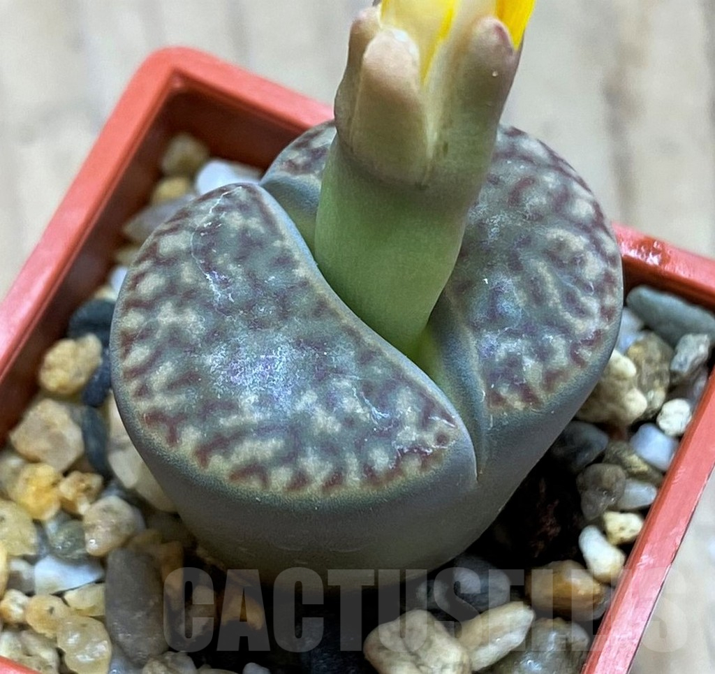 SH16481 Lithops bromfieldii v. insularis C57
