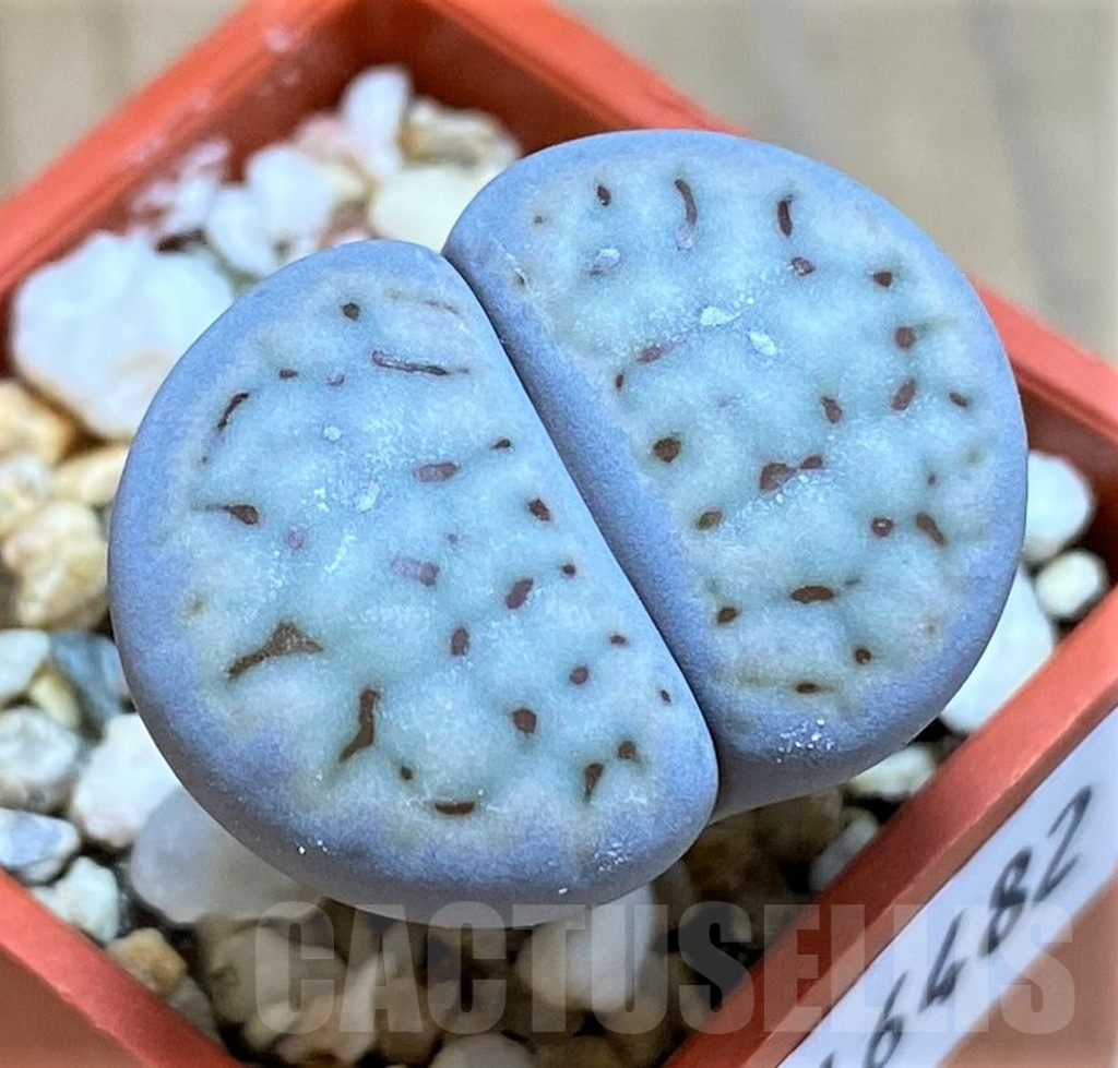 SH16482 Lithops schwantesii v. urikosensis