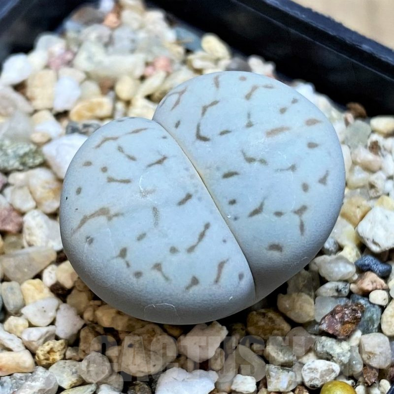 SH16466 Dinteranthus vanzylii