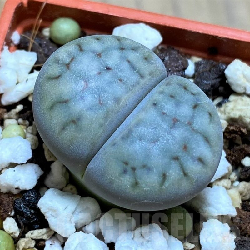 SH16483 Lithops schwantesii v. urikosensis