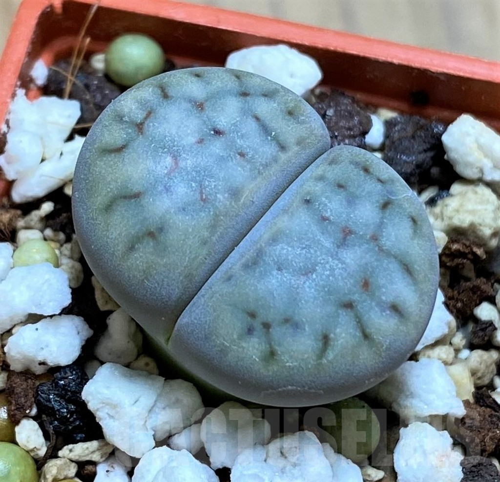 SH16483 Lithops schwantesii v. urikosensis