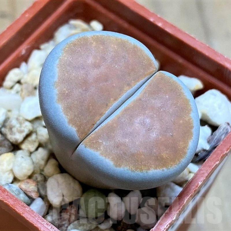 SH16484 Lithops karasmontana 'Lateritia'