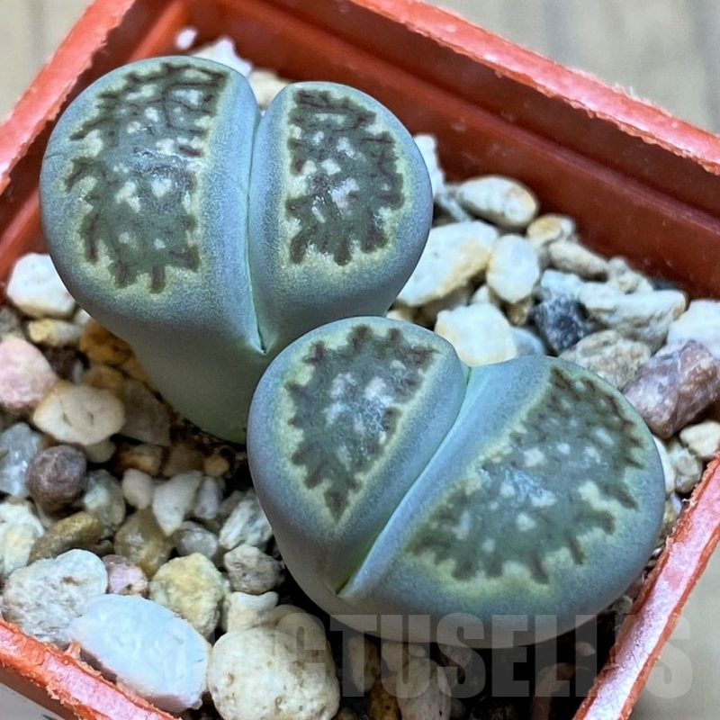 SH16485 Lithops halii
