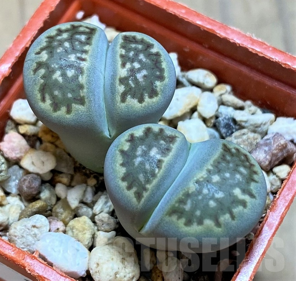 SH16485 Lithops halii