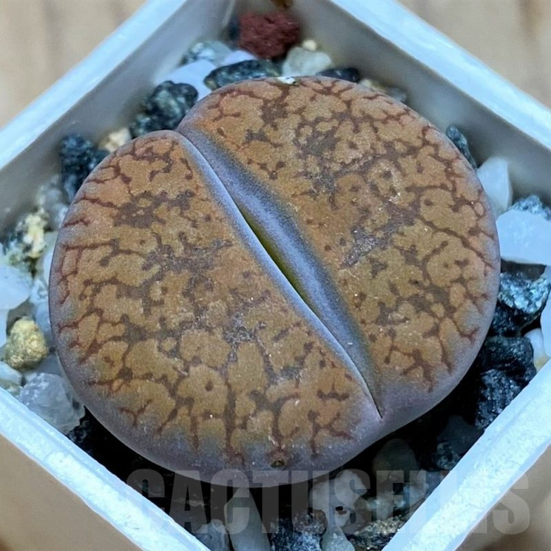 SH16486 Lithops aucampiae v. koelemanii C256