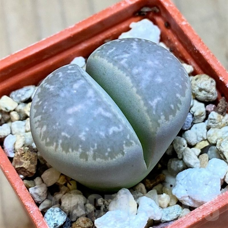 SH16487 Lithops marmorata v. framesii