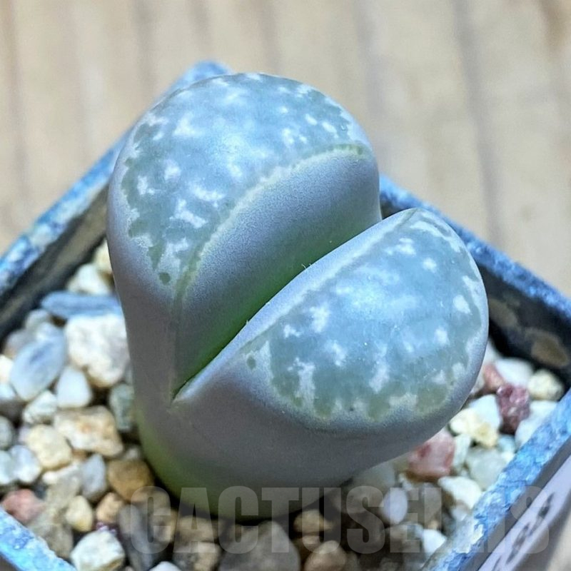SH16488 Lithops marmorata v. framesii