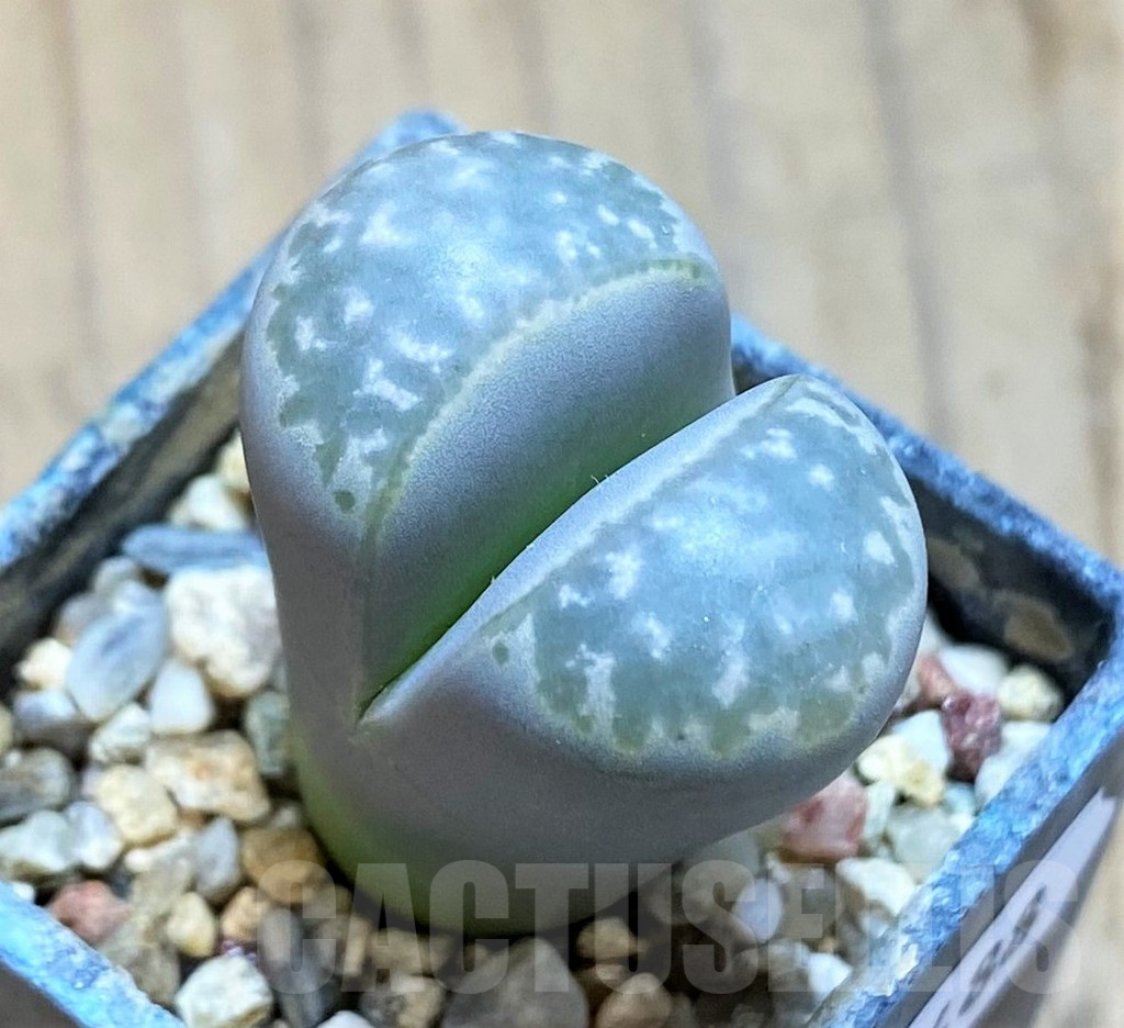 SH16488 Lithops marmorata v. framesii