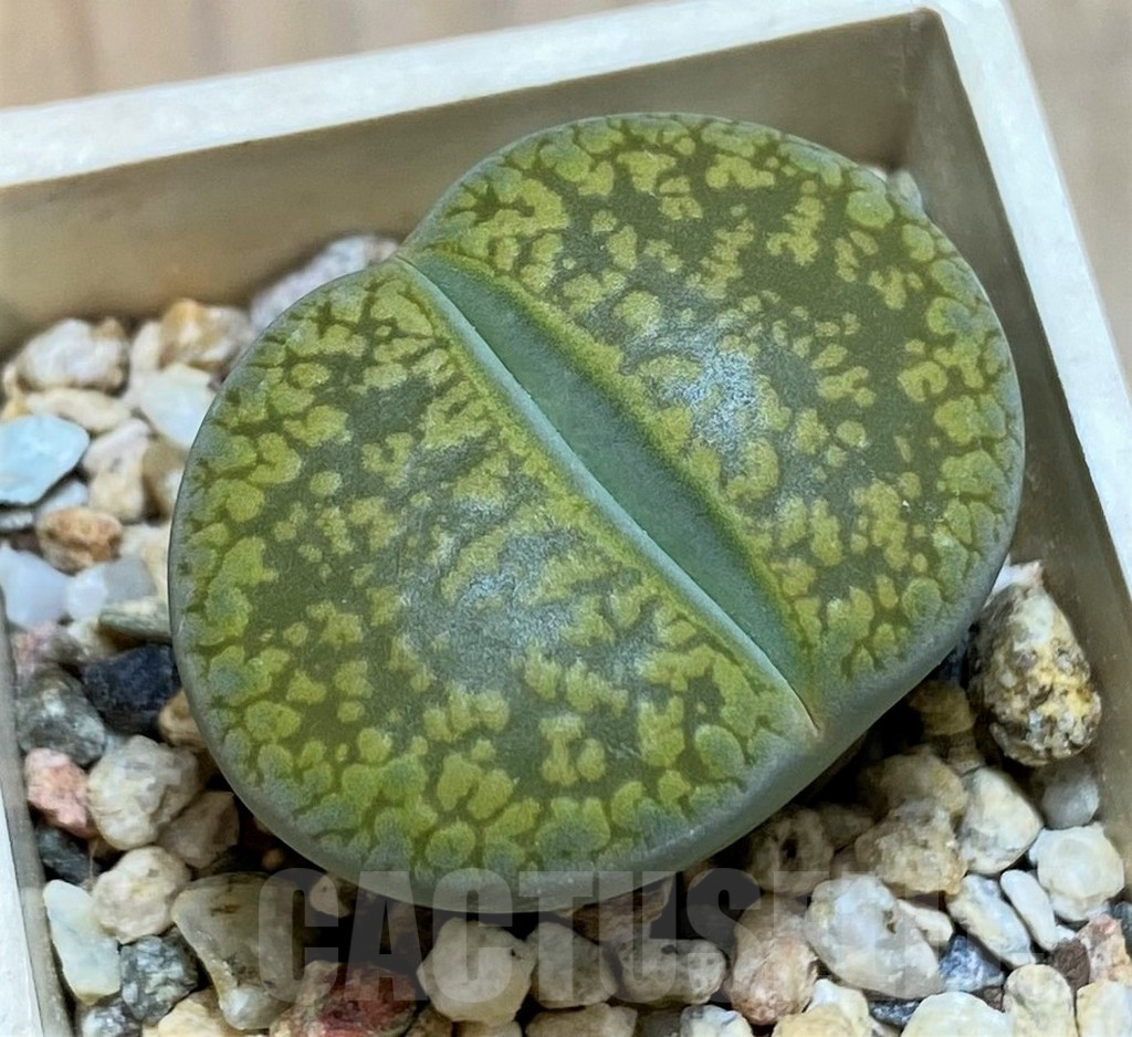 SH16490 Lithops aucampiae 'Jackson's Jade'