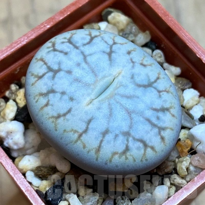 SH16491 Lithops pseudotruncatella ssp. volkii
