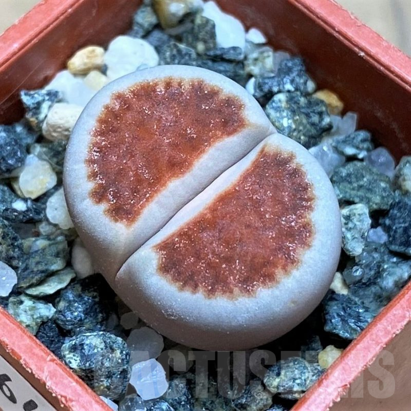 SH16492 Lithops karasmontana 'Top Red'