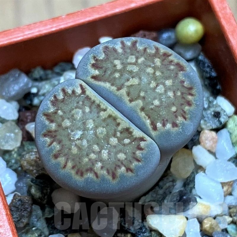 SH16493 Lithops halii