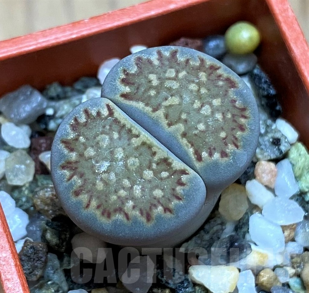 SH16493 Lithops halii