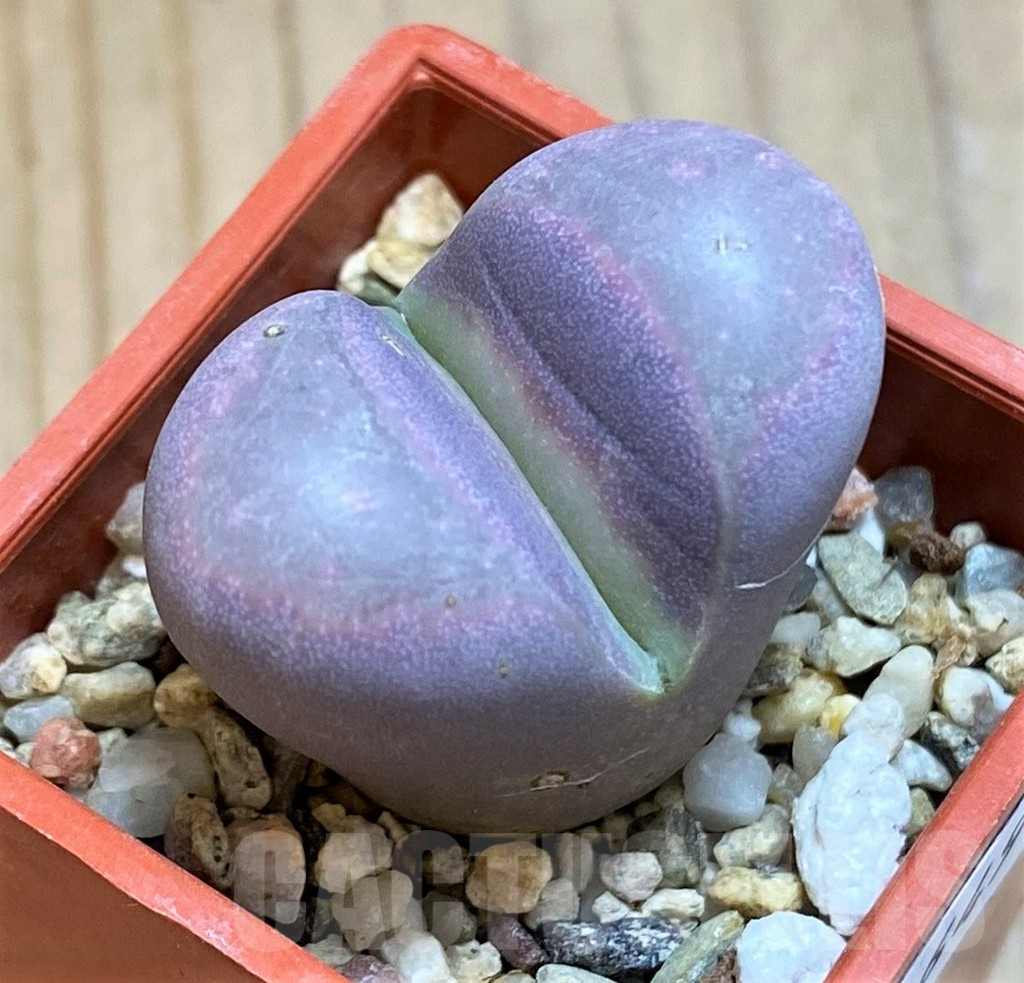 SH16494 Lithops optica 'Rubra' - Image 2