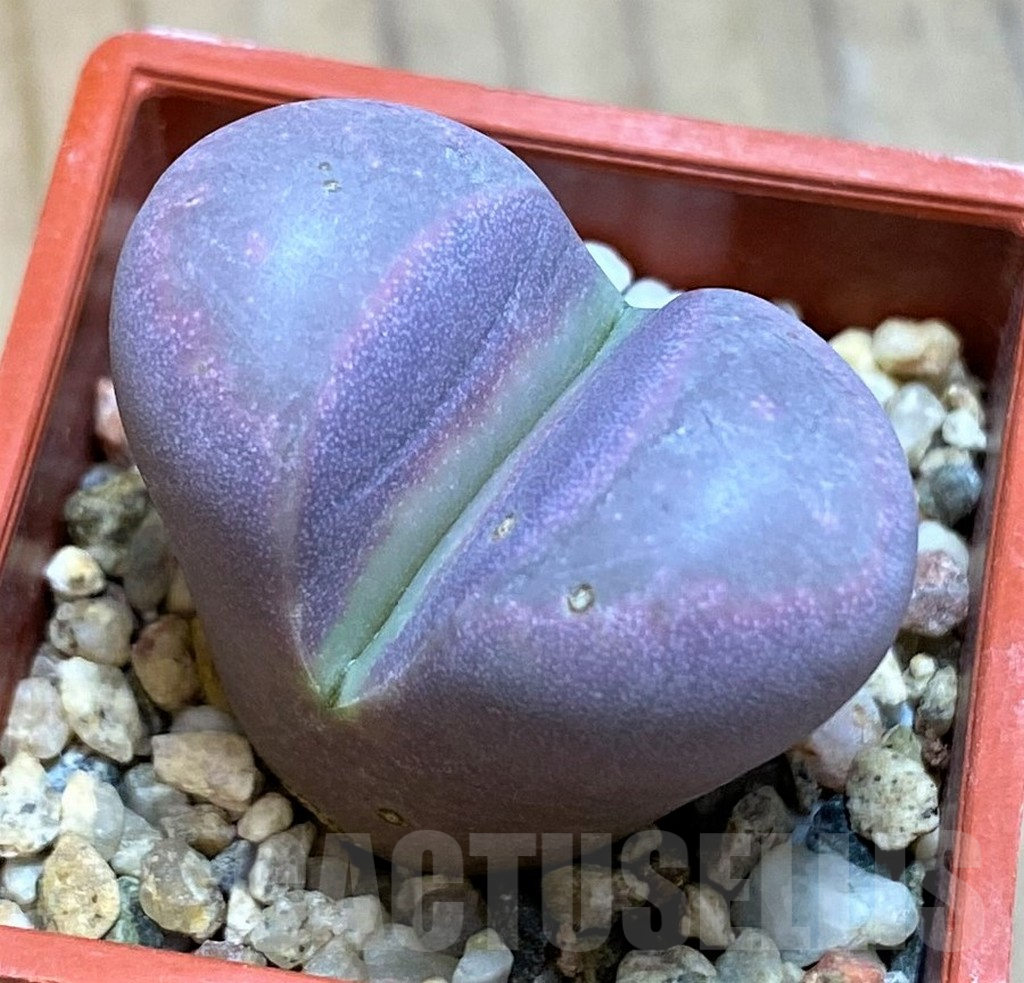 SH16494 Lithops optica 'Rubra'