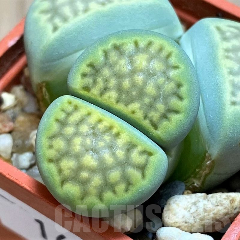 SH16495 Lithops hallii 'Green Soapstone'