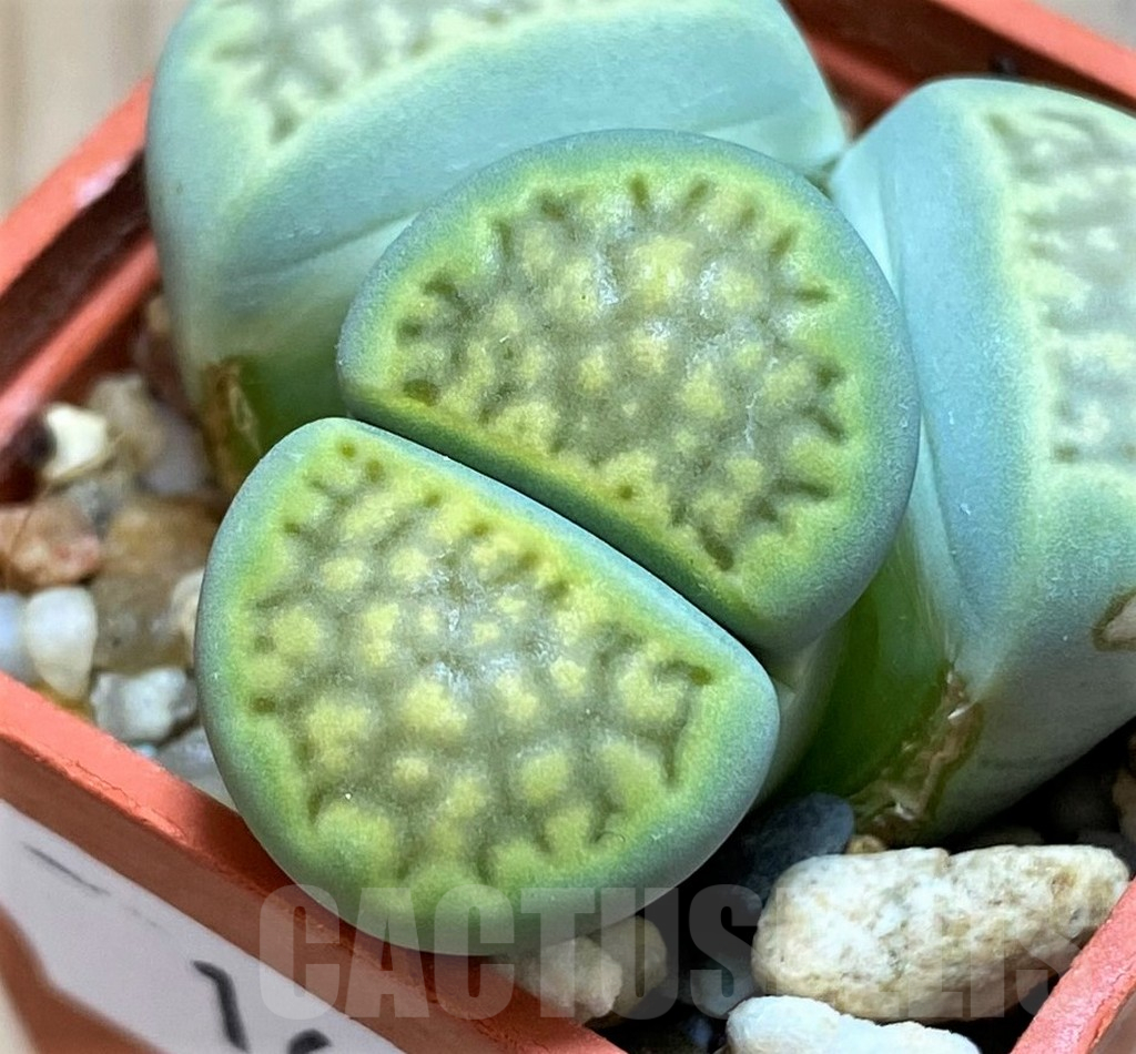 SH16495 Lithops hallii 'Green Soapstone'