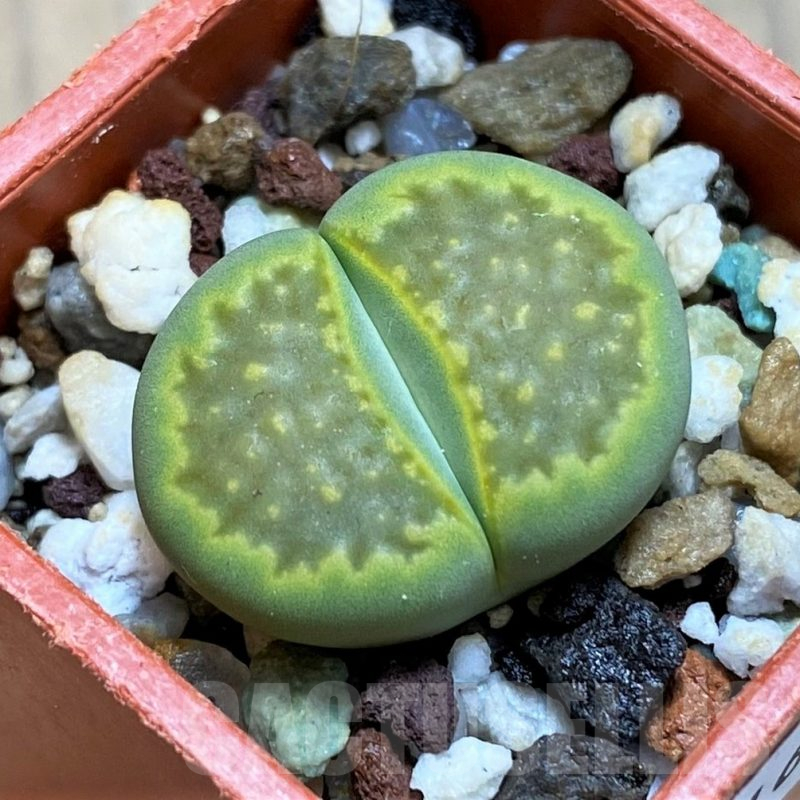 SH16496 Lithops hallii 'Green Soapstone'