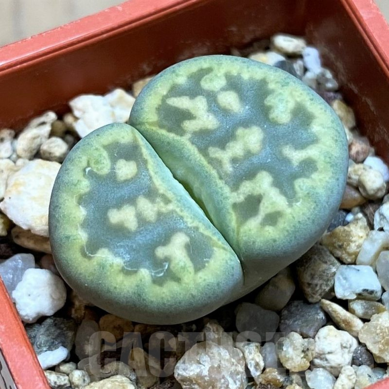 SH16497 Lithops bella ‘Green vermilion’