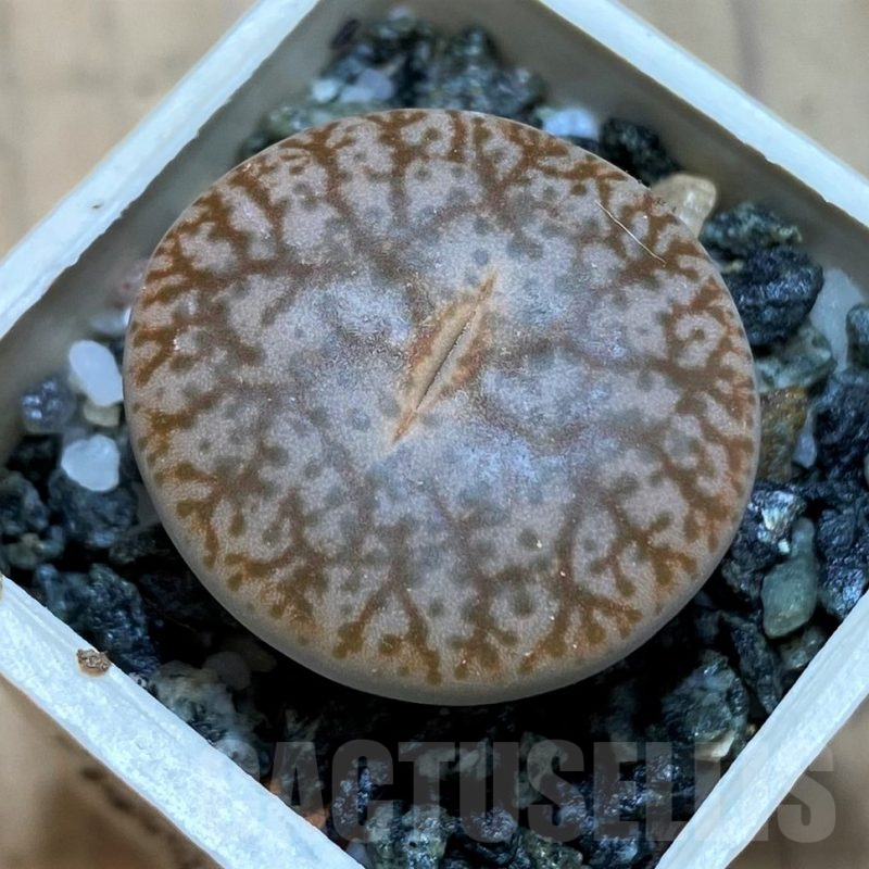 SH16499 Lithops pseudotruncatella