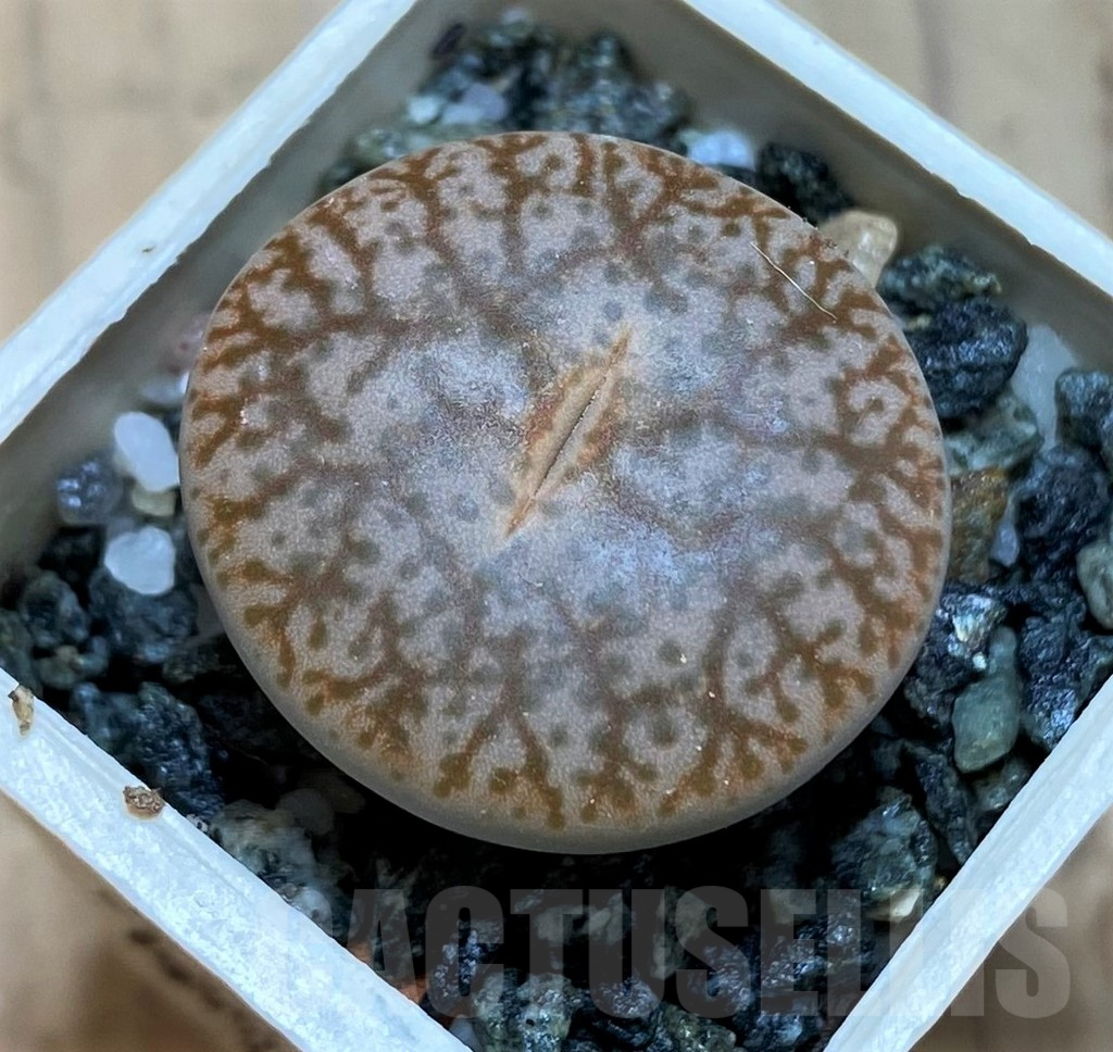 SH16499 Lithops pseudotruncatella