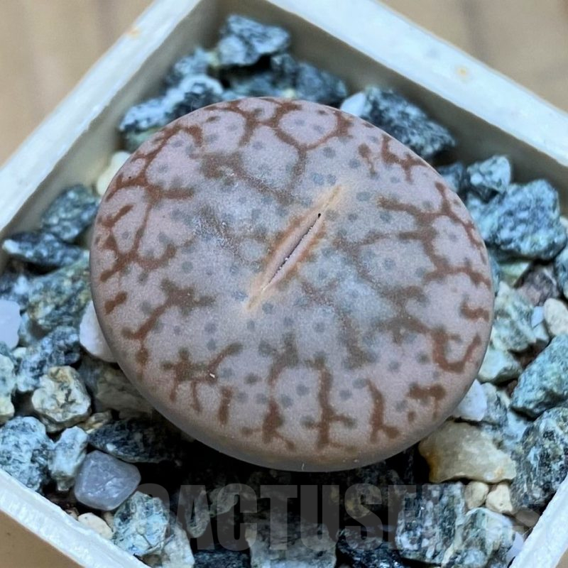 SH16500 Lithops pseudotruncatella