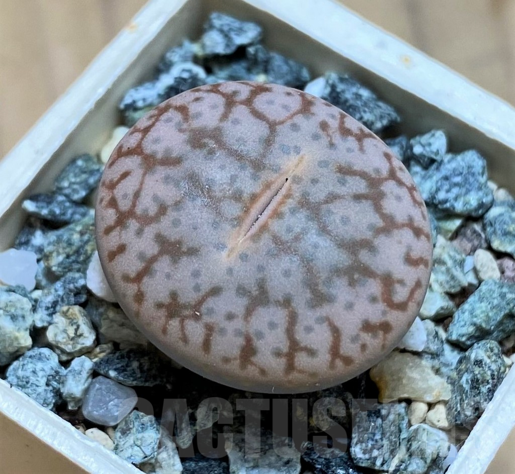 SH16500 Lithops pseudotruncatella