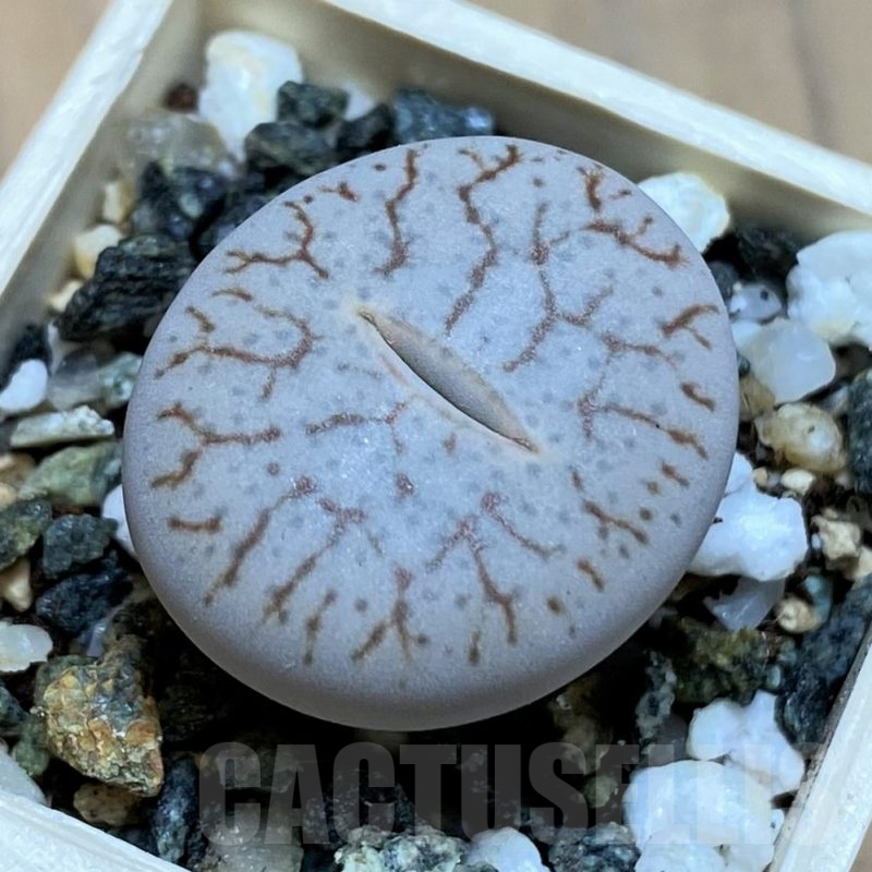 SH16501 Lithops pseudotruncatella