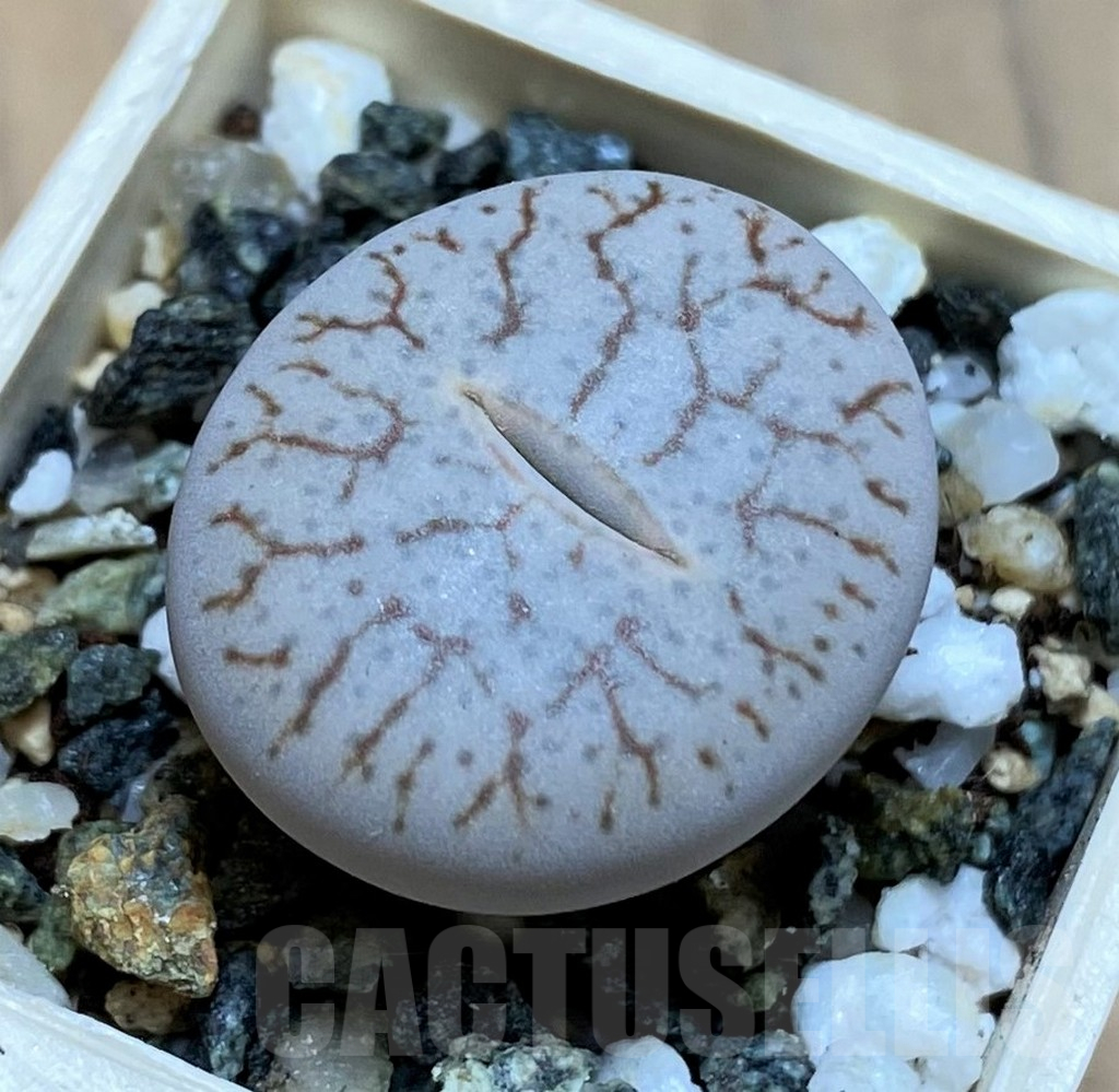 SH16501 Lithops pseudotruncatella