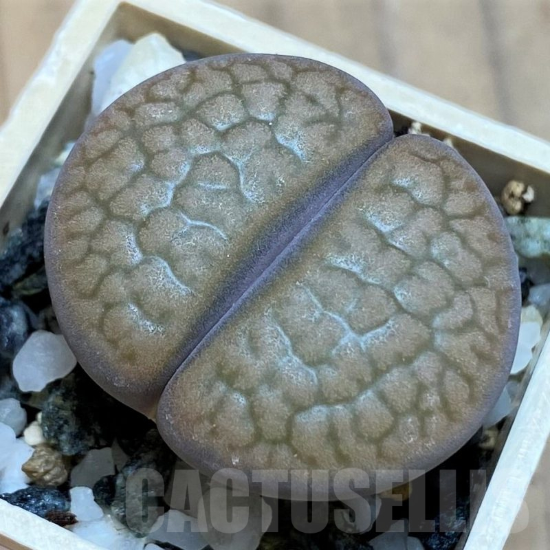 SH16502 Lithops hookeri