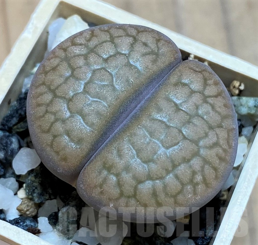 SH16502 Lithops hookeri